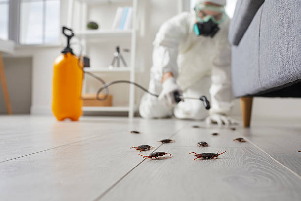Trusted Termite Control service in Dunes City, OR - Nex Pest Control